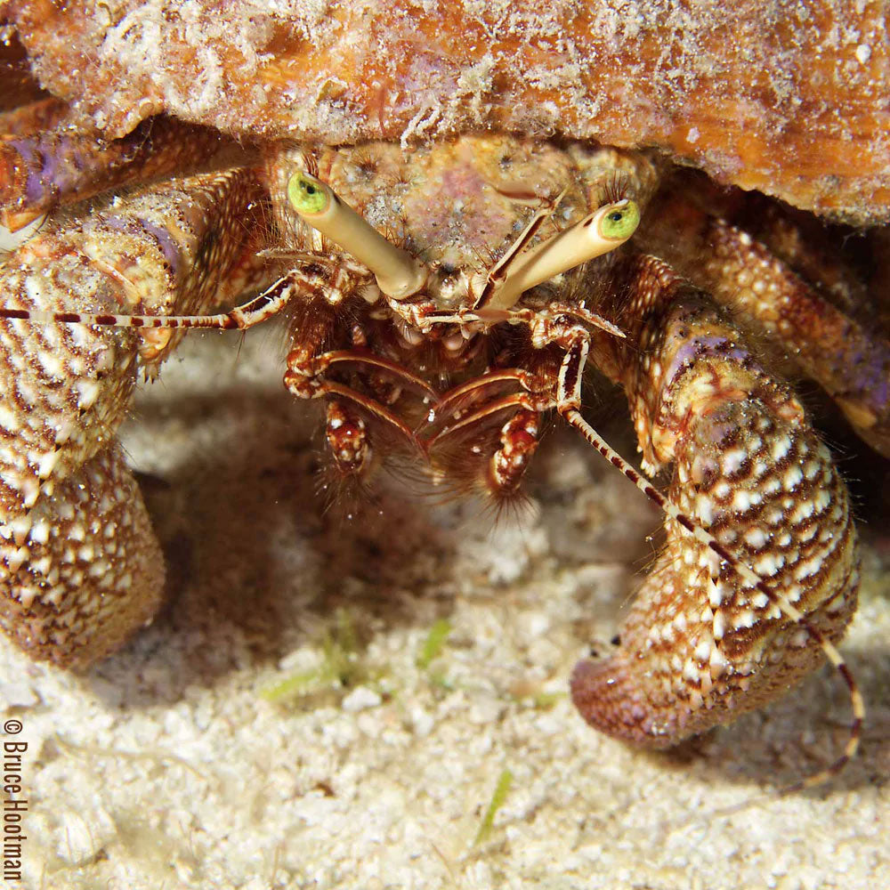 Ikelite DLM 2.2 Inch Port Extension Ikelite DLM 2.2 Inch Port Extension